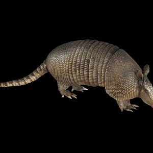 Armadillo Full Mount Taxidermy