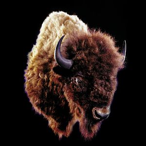 Bison Shoulder Mount Taxidermy