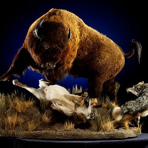 Bison Full Mount Taxidermy