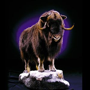 Muskox Full Mount Taxidermy