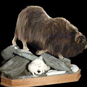 Muskox Full Mount Taxidermy