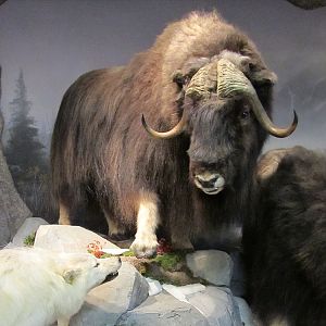 Muskox Full Mount Taxidermy