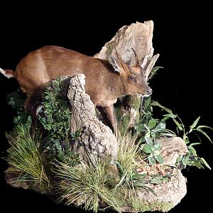 Chinese Water Deer Full Mount Taxidermy