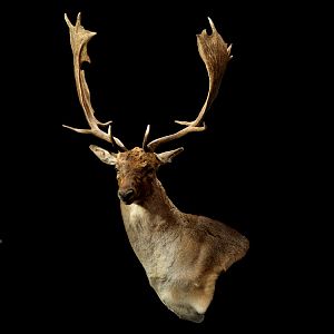 Fallow Deer Shoulder Mount Taxidermy