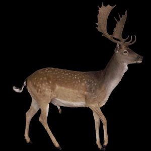 Fallow Deer Shoulder Mount Taxidermy