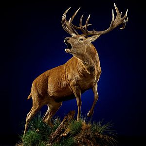 Red Stag Full Mount Taxidermy