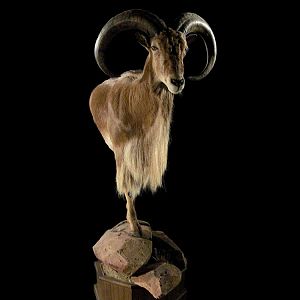 Aoudad Pedestal Mount Taxidermy