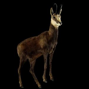 Chamois Full Mount Taxidermy