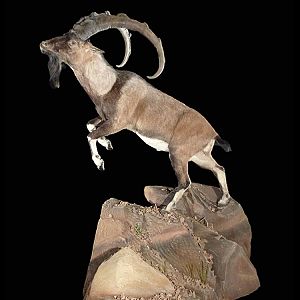 Ibex Full Mount Taxidermy