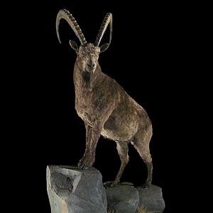 Ibex Full Mount Taxidermy