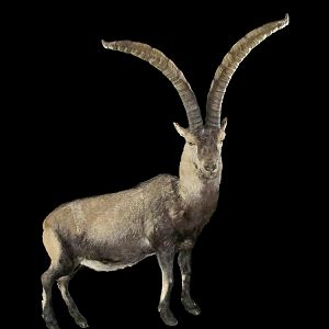 Ibex Full Mount Taxidermy