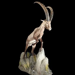 Ibex Full Mount Taxidermy