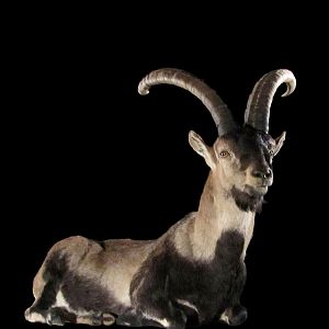 Ibex Full Mount Taxidermy