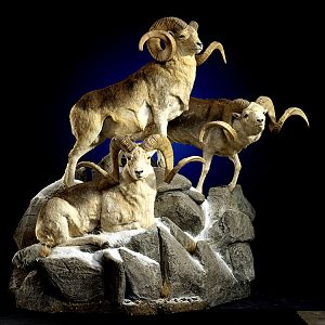 Marco Polo Full Mount Taxidermy