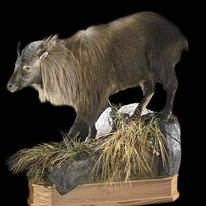 Full Mount Taxidermy