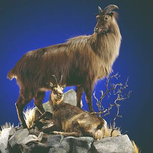 Tahr Full Mount Taxidermy