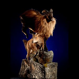 Tahr Full Mount Taxidermy