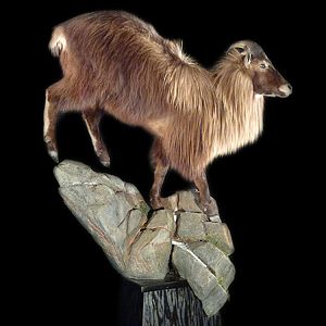 Tahr Full Mount Taxidermy