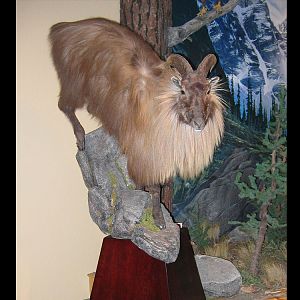 Tahr Full Mount Taxidermy