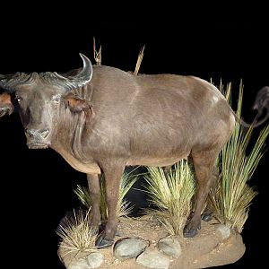 Water Buffalo Full Mount Taxidermy