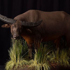 Water Buffalo Full Mount Taxidermy