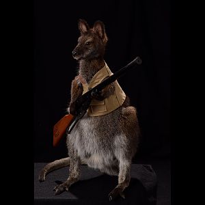 Wallaby Full Mount Taxidermy