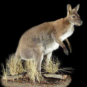 Wallaby Full Mount Taxidermy