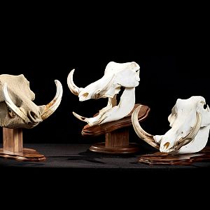 Warthog European Skull Mounts