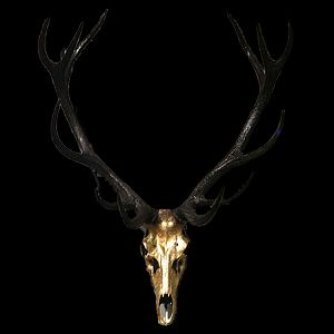 Stag European Skull Mount