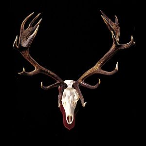 Stag European Skull Mount