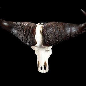 Cape Buffalo European Skull Mount