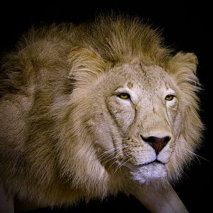 Lion By The Artistry of Wildlife