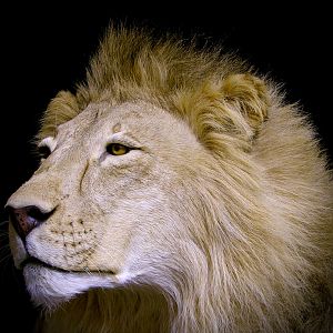 Lion By The Artistry of Wildlife