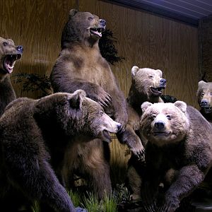 Brown bears drying by The Artistry of Wildlife