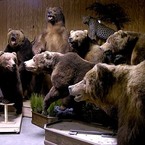 Brown bears drying by The Artistry of Wildlife