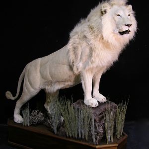 Lion by The Artistry of Wildlife