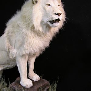 Lion by The Artistry of Wildlife