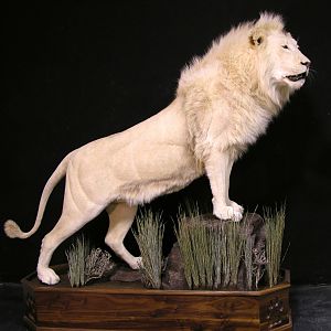 Lion by The Artistry of Wildlife