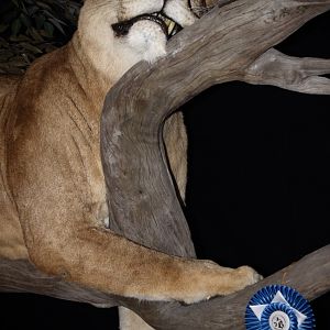 Lioness by The Artistry of Wildlife