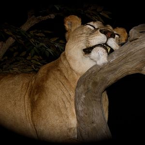 Lioness by The Artistry of Wildlife