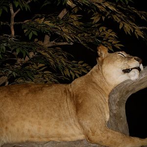 Lioness by The Artistry of Wildlife