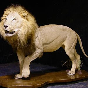 Lion by The Artistry of Wildlife