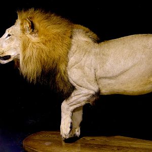 Lion by The Artistry of Wildlife