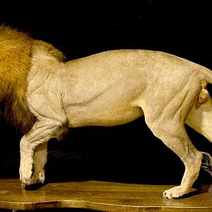 Lion by The Artistry of Wildlife