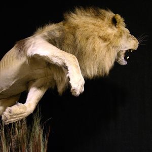 Lion by The Artistry of Wildlife