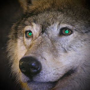 Wolf by The Artistry of Wildlife