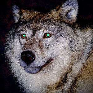 Wolf by The Artistry of Wildlife