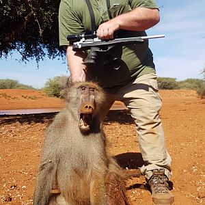 South Africa Handgun Hunting Baboon