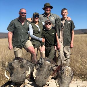 Warthog Hunting South Africa