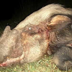 Hunt Bushpig in South Africa